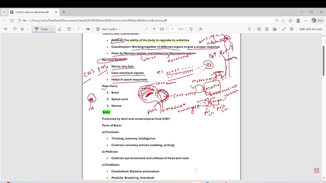 10th class control and coordination short notes