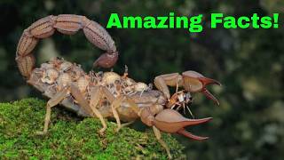 Incredible mind-blowing facts about scorpions that you never knew