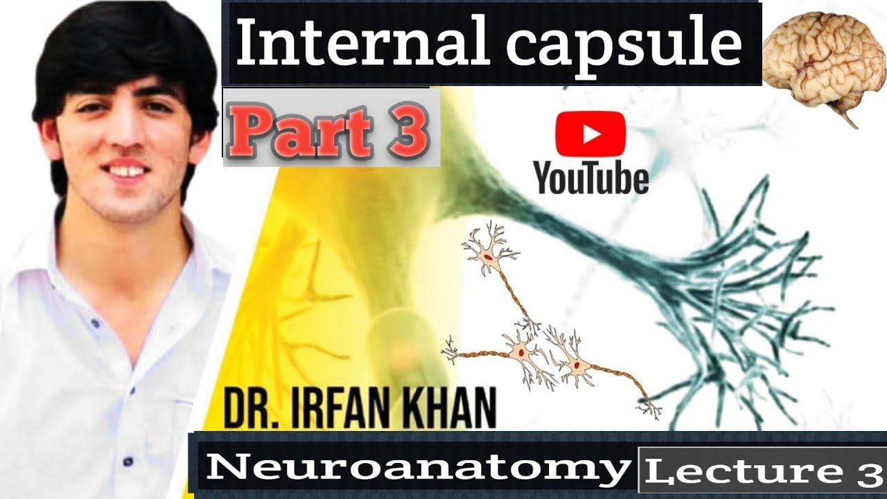 Neuroanatomy internal capsule fibers lecture 3. - YouTube