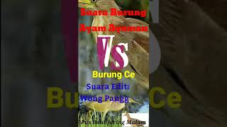 Mp3 Burung Ayam Ayaman Vs Burung Cengkeg Jitu