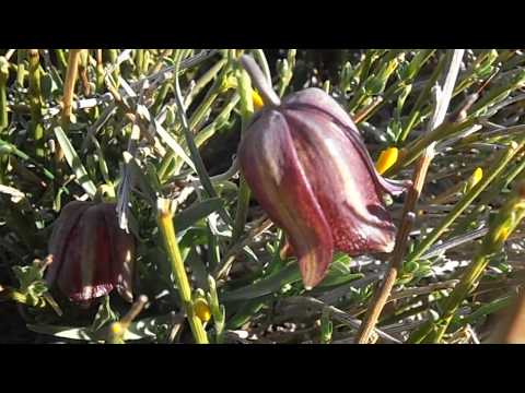 Video: Fritillaria Michailovskyi Información de la planta: aprenda sobre la flor de Fritillary de Michael