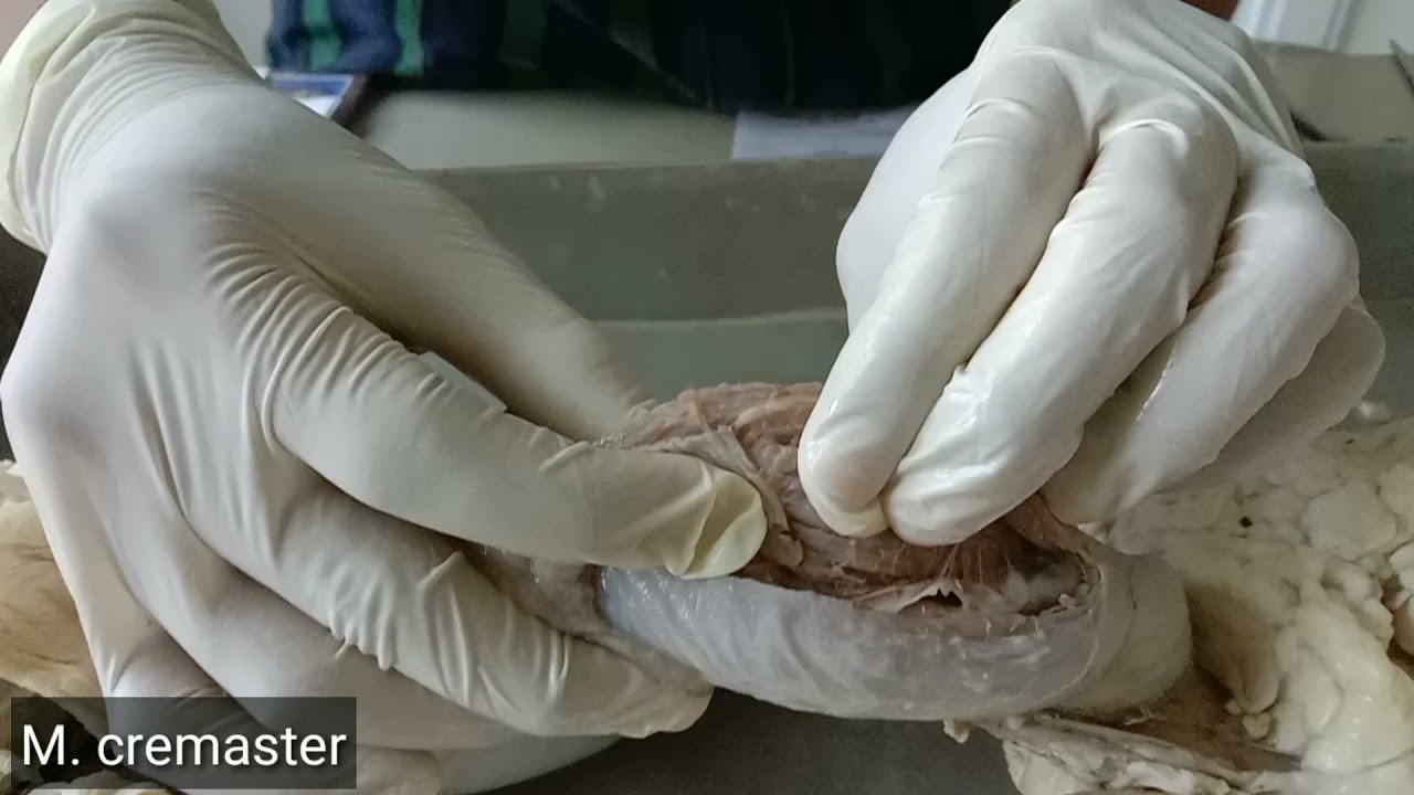 Organa Genitalia Masculina Makroskopis - LABORATORIUM HISTOLOGI FKH USK