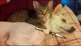Funniest Cats 😹 - Don't try to hold back Laughter 😂 - Funny Animals Life - The Funniest Cat Video -