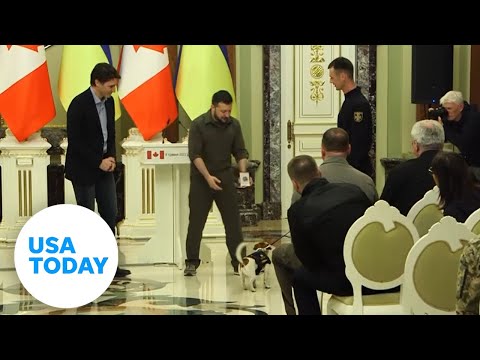 Ukrainian service dog awarded by Zelenskyy | USA TODAY