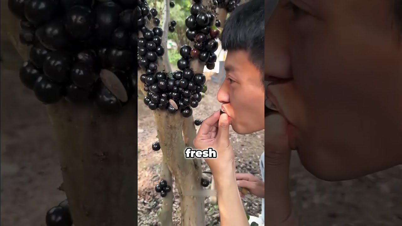 Фрукты, которые вы никогда не найдете на местном рынке