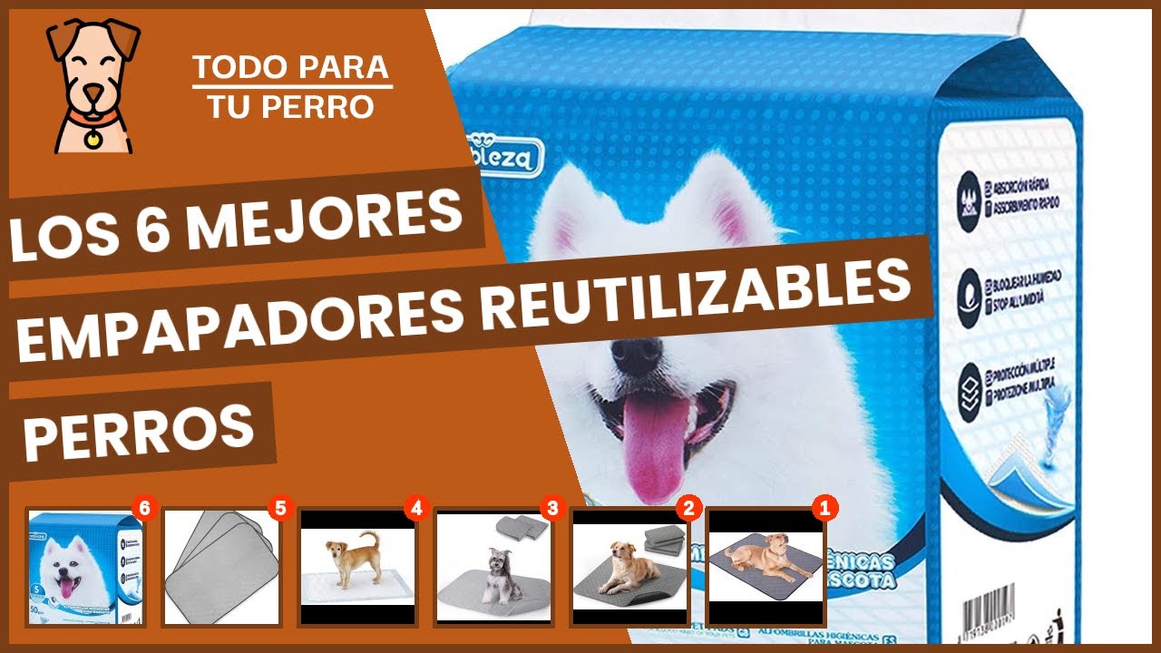 Los 6 mejores empapadores reutilizables perros