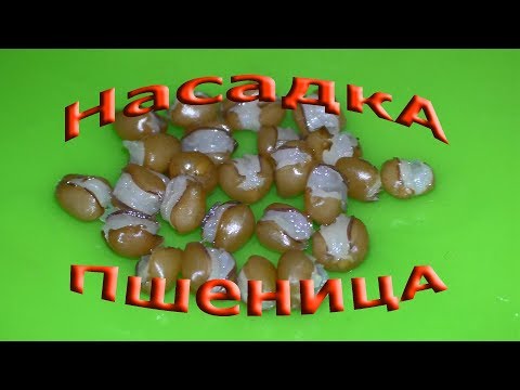 пшеница для рыбалки,как приготовить