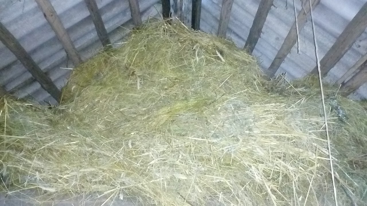 недоброкачественное сено. кормушка для кроликов под сено. якутское сено зимой. сено для баранов. сено для коров.