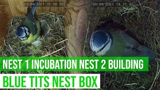 NAMING OUR NEW BLUE TITS ! NEST 1 : INCUBATION/ NEST 2 : BUILDING