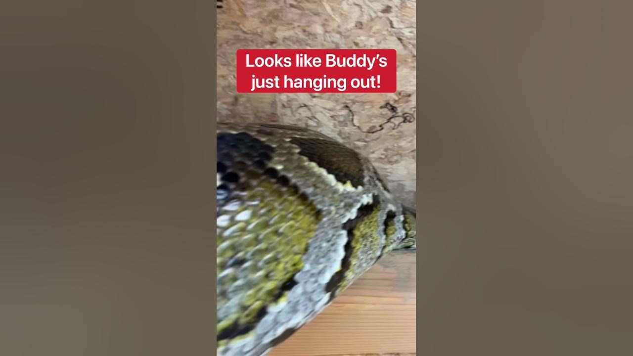 Can Snakes Climb??? 🤔🐍 shorts snake YouTube