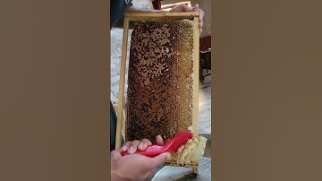 uncapping the capped honey #honey  #harvest  #organic #sweet  #healthy  #beekeeper