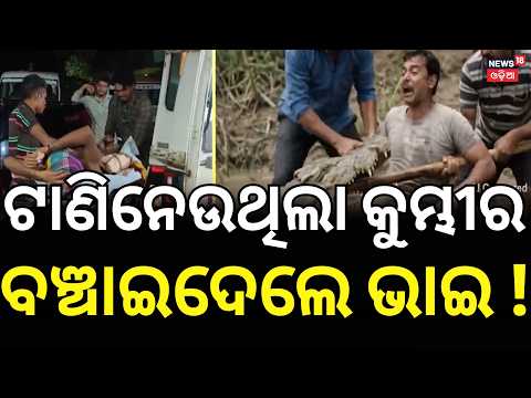କେମିତି ବଞ୍ଚିଗଲେ ! Boudh Crocodile Attack: Brother Saves Brother | Mahanadi River। Odia News