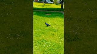 blackbird