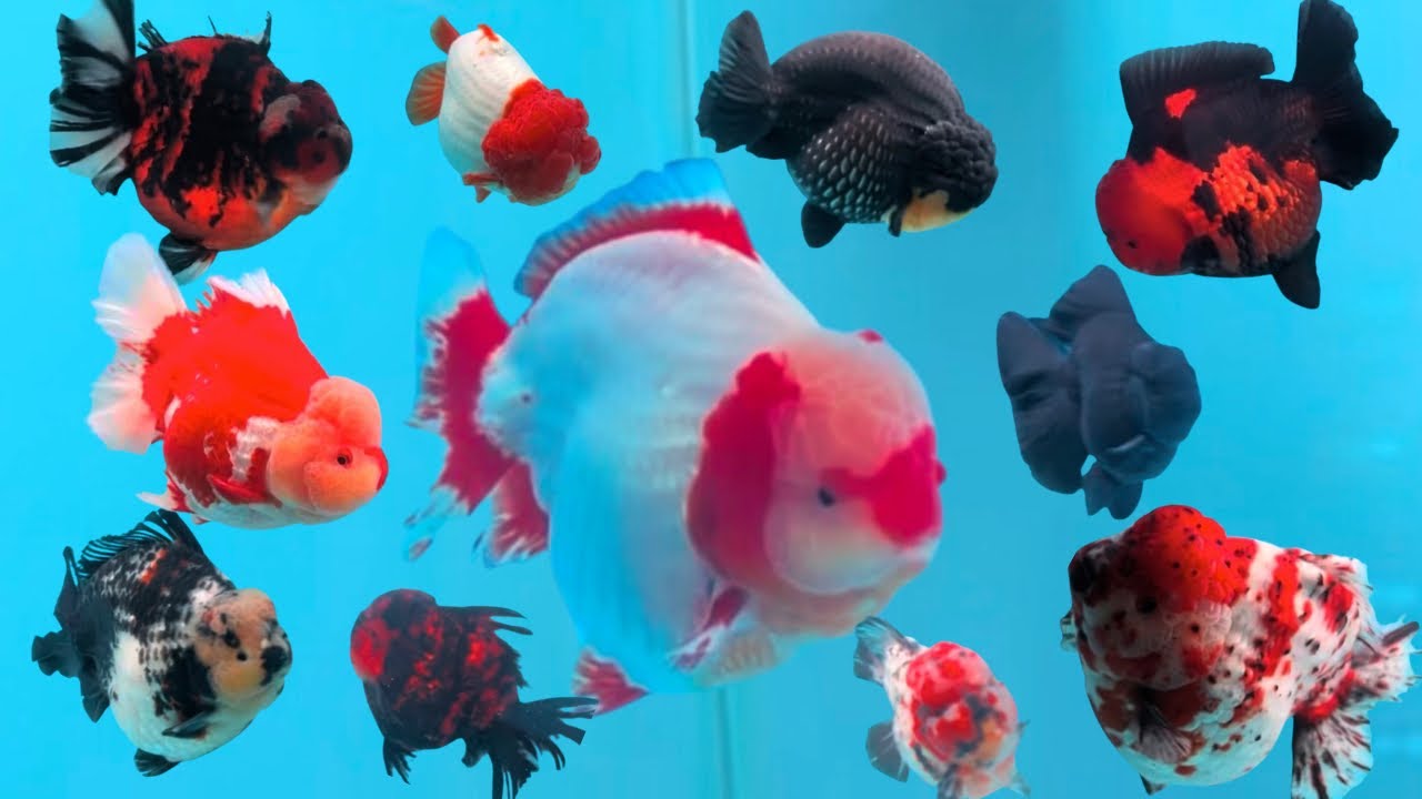 Goldfish Show & Contest Highlights 🐠✨ | Rare & Beautiful Fish 