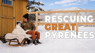 Rescuing Great Pyrenees | FOUNDER OF UNEGA TIFFANY LARSON