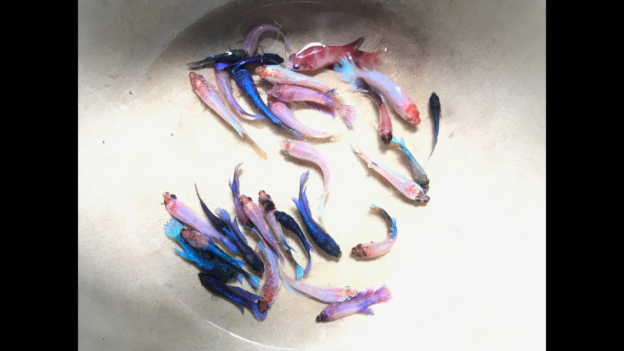 Change water for betta fries. Step by step guidance. 