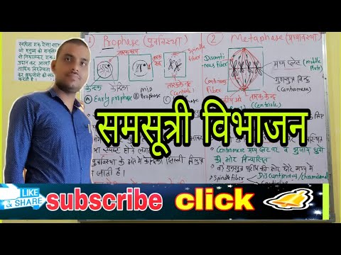 Mitosis cell division। समसूत्री कोशिका विभाजन। Mitosis cell division in Hindi