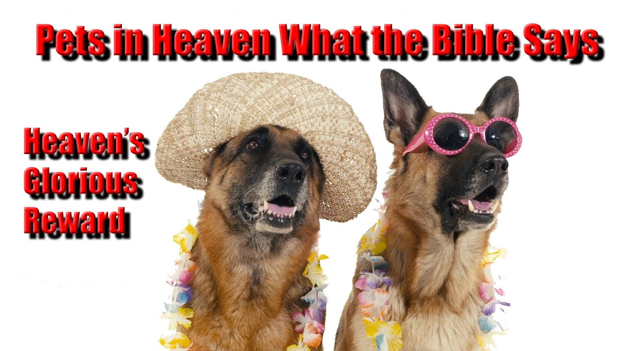 Pets in Heaven What the Bible Says. And Are They Among Heaven's Most