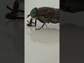 Giant fly in Japan #japan #insect #fly