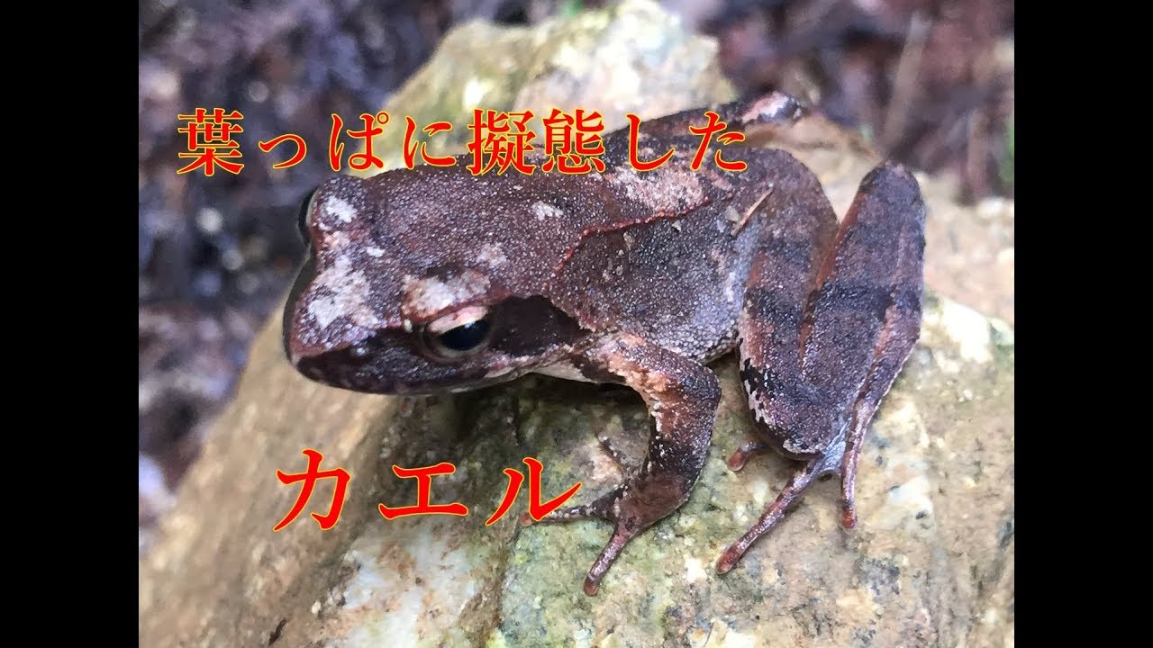 葉っぱに擬態したような カエル Youtube