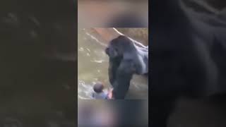 An incident at the zoo. Boy in an enclosure with a gorilla