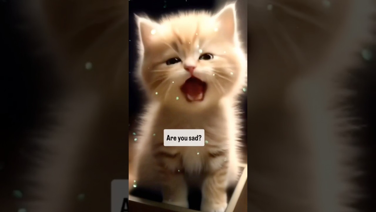 Hilarious Talking Cat Moments | Funny Cat Conversations | Try Not to Laugh!