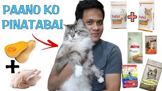 PAANO PATABAIN ANG PUSA | HOW TO MAKE YOUR CAT FAT