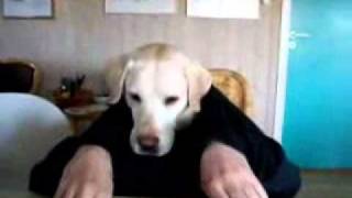 Alien Dog - Hilarious!