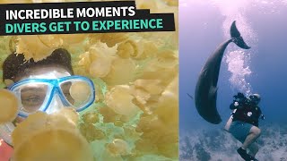 Divers Making Friends with Sea Creatures by Animal Antics 414 views 1 year ago 3 minutes, 20 seconds