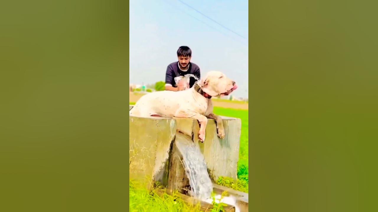 i-am-busy-this-is-my-bathing-time-uniqueshort-doglover-like-video