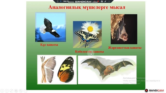 Әйелдердің эякуляциялық денелерінің суреттері