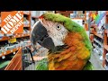 I TOOK MY MACAW TO HOME DEPOT! | MARLENE MC'COHEN