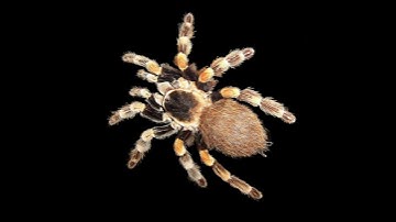 2022 ka spider🕷 🆚 3375 bce ka spider🕷 viral🔥 video/