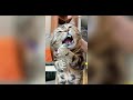 You Laugh You Lose 2026 Compilation Of Funny Cats PART 113