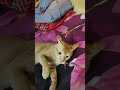 tomy 😺🤣🤣🤣🤣😺 dar gaya 🤣#youtubeshorts #viralcat #funnycat #viralshorts #cattytommy