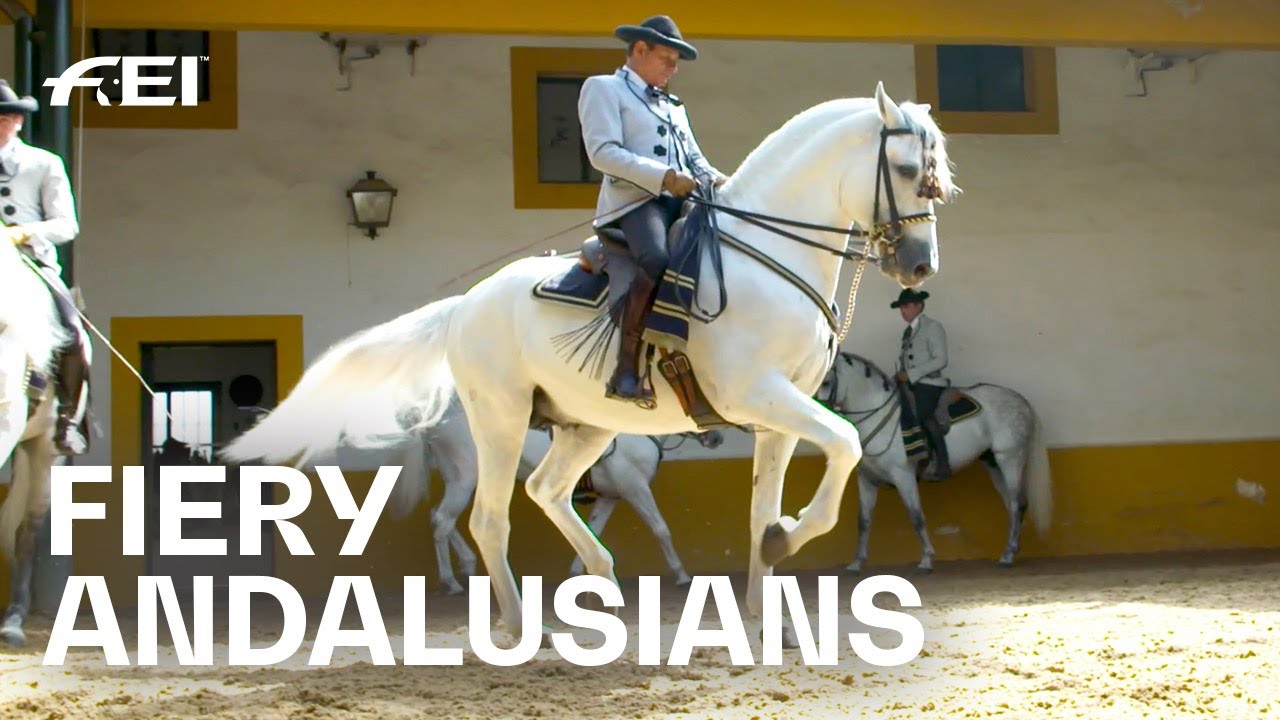 Horse Club Andalusian Stallion