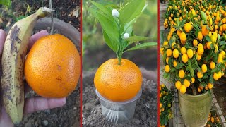 Easy way to grow orange trees with orange and banana | 100% success with banana |