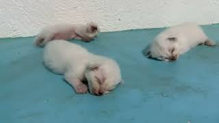 The cute kittens have nothing to do but sleep😊 by JunPetsWorld 117 views 2 years ago 4 minutes, 3 seconds