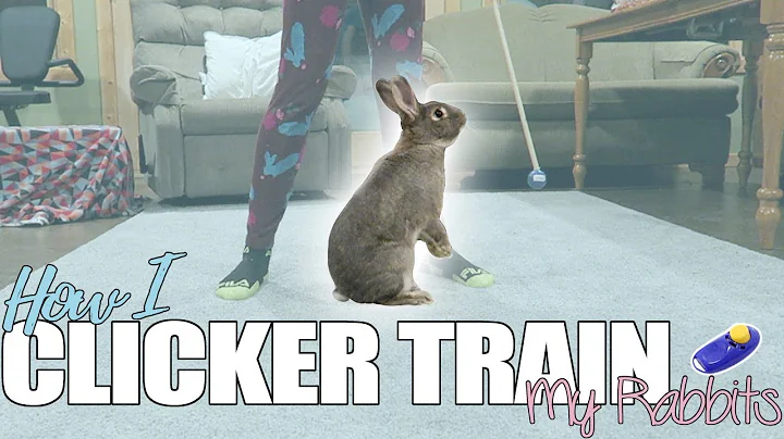 How I Clicker Train My Bunnies: My Clicker Training Routine