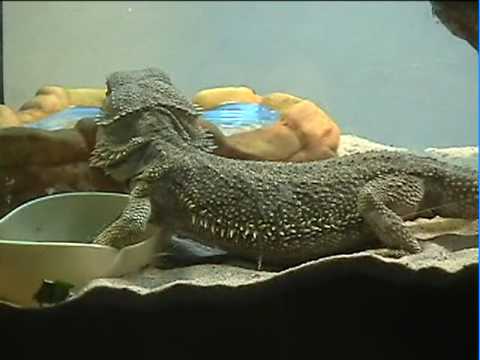 video phone beyonce mp3 My Bearded Dragon 2