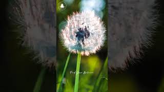 Wind sound Meditation, Relaxing Meditation, Stress Relief , Deep Sleeping #shortsfeed  #shortsviral