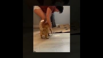 How to train your cat not to scratch furniture