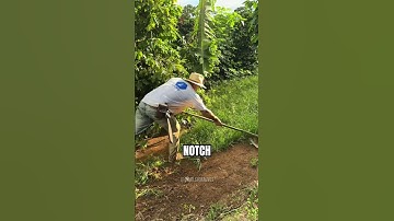 Mr. Roots (@dimilsomalves)