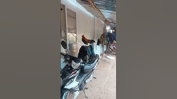 me nyuam qaib qua zoo hv