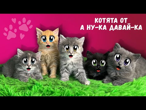 БЕЗДОМНЫЕ КОТЯТА ИЩУТ ДОМ! СПАСЕНИЕ БЕЗДОМНОЙ КОШКИ с УЛИЦЫ! РЕАКЦИЯ ГЕРОЯ А НУ-КА ДАВАЙ-КА на КОТЯТ