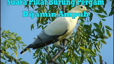 SUARA PIKAT BURUNG PERGAM - DIJAMIN PADA DATANG WORK 100%
