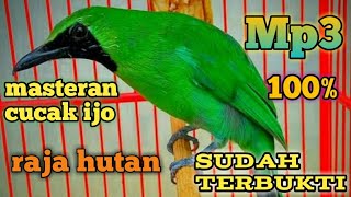 Suara cucak ijo ribut kombinasi burung kecil lain nya