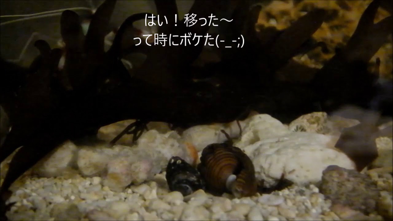 今 ウミウシを大事に飼っている ｔａｇ ｒｏｄをつくろう