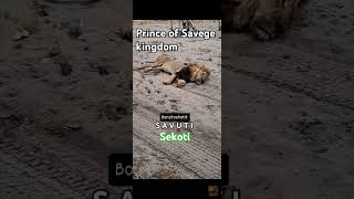 The Legendary Son Of Legendary Sekekama prince Of Savage Kingdom Lion Sekoti