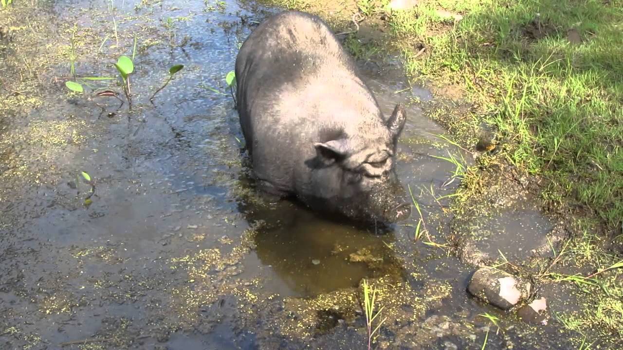 Pig in the pond YouTube